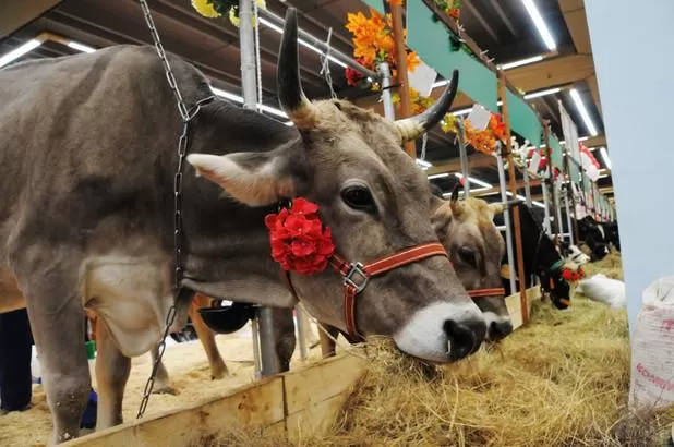 «Металлист» на выставке «Золотая осень»