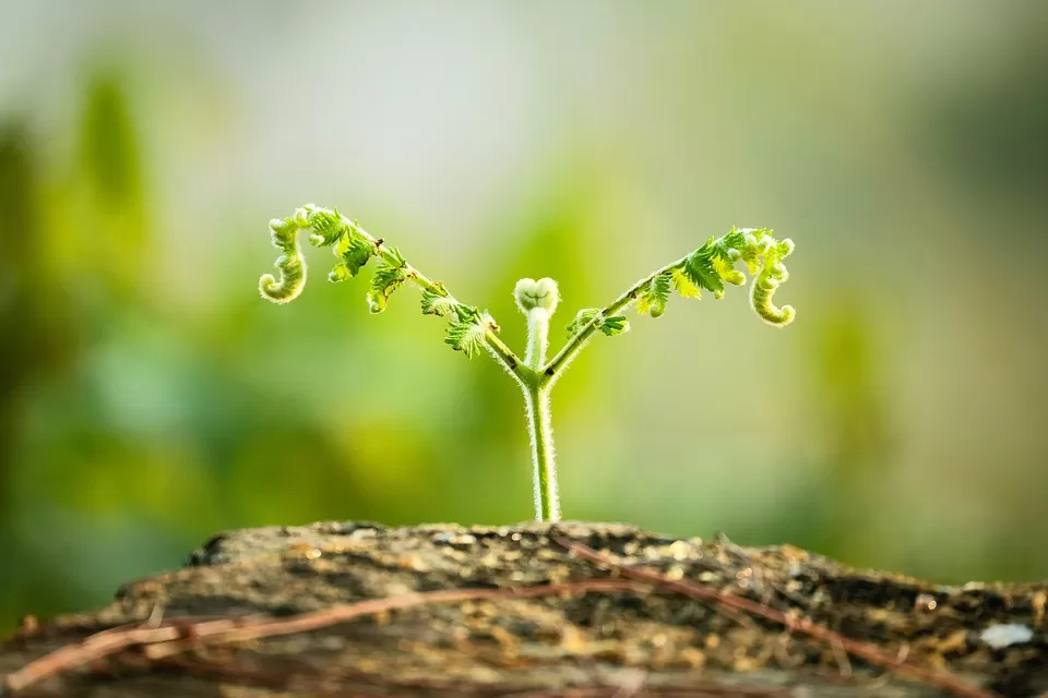 Какие условия нужны для прорастания семян?