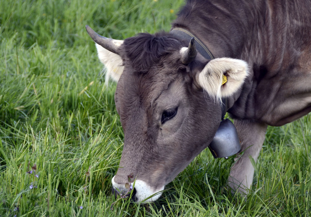 По статистике 40% лучших производителей молока в Беларуси выбирают нас.